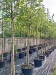 Platan klonolistny Platanus acerifolia 14-16, 16-18,18-20 pojemni c90