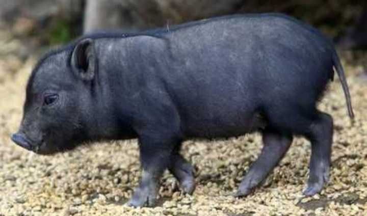 ULTIMOS  Porquinhos  vietnamitas