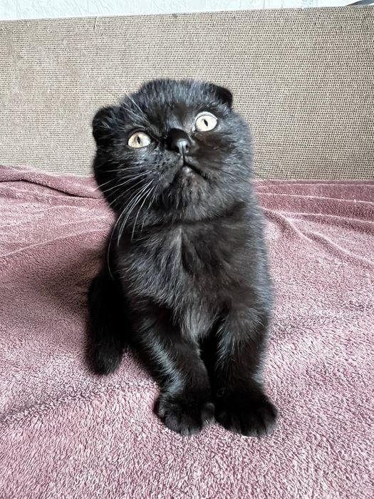 Шотландский вислоухий котенок (мальчик)