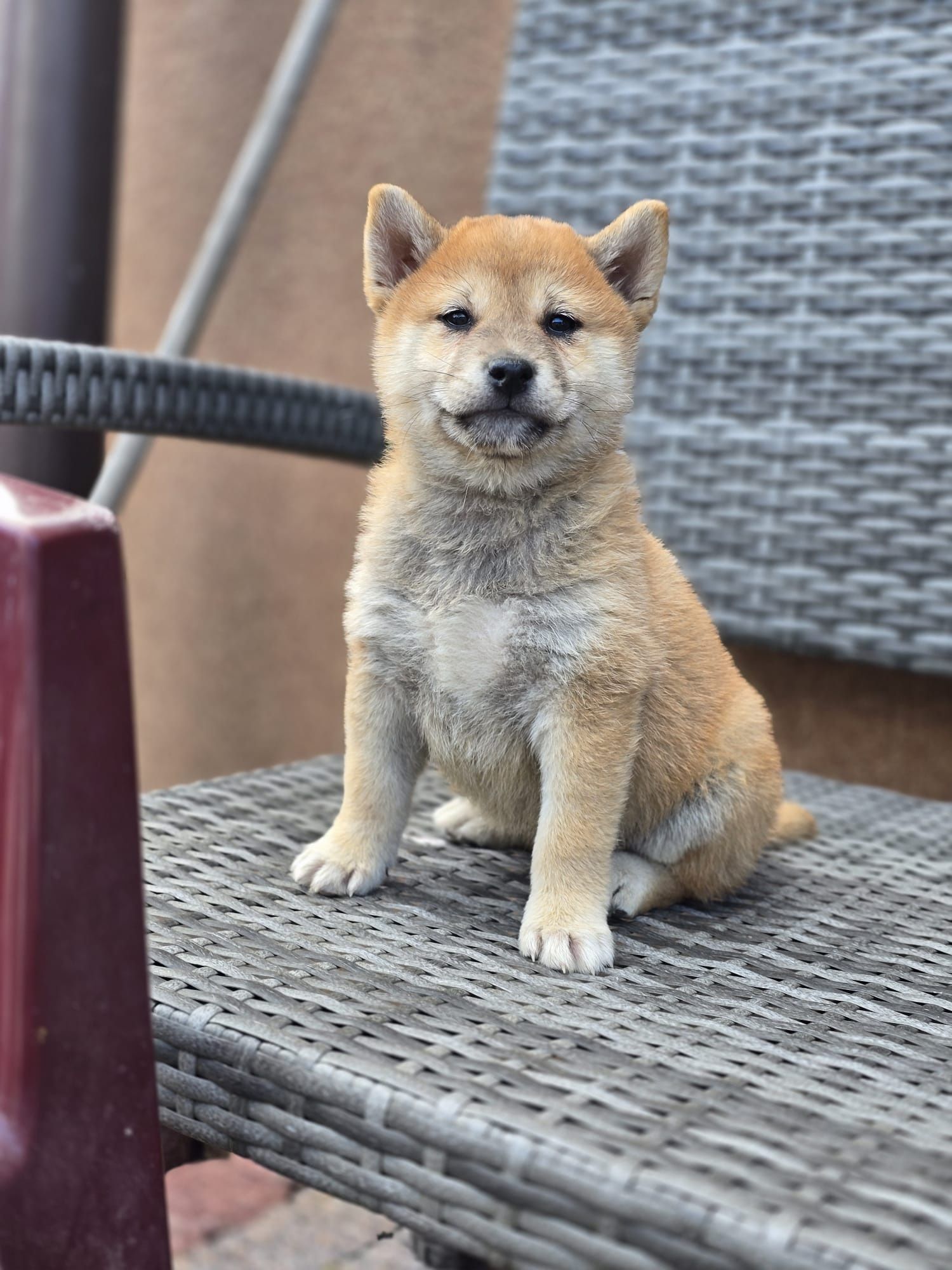 SHIBA INU szczeniak czerwony do odbioru pies