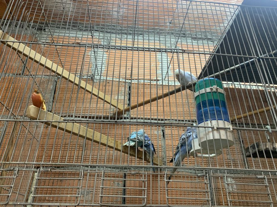Varios periquitos para venda ou troca