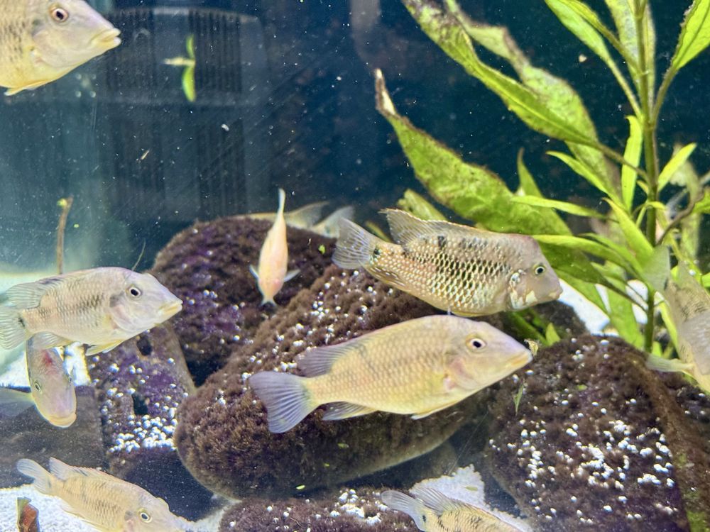 Ziemiojad Steindachnera - Czerwonogłowy Geophagus