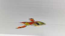 Guppy Endler (macho e fêmea)
