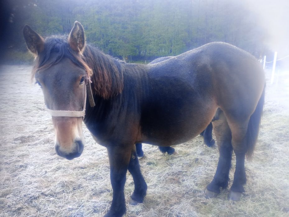 Ogierek zimnokrwisty