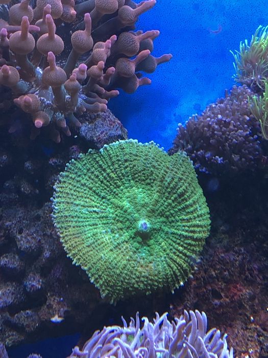 Koralowiec discosoma green