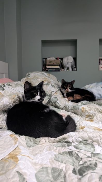 Zaginęła kotka Ząbki