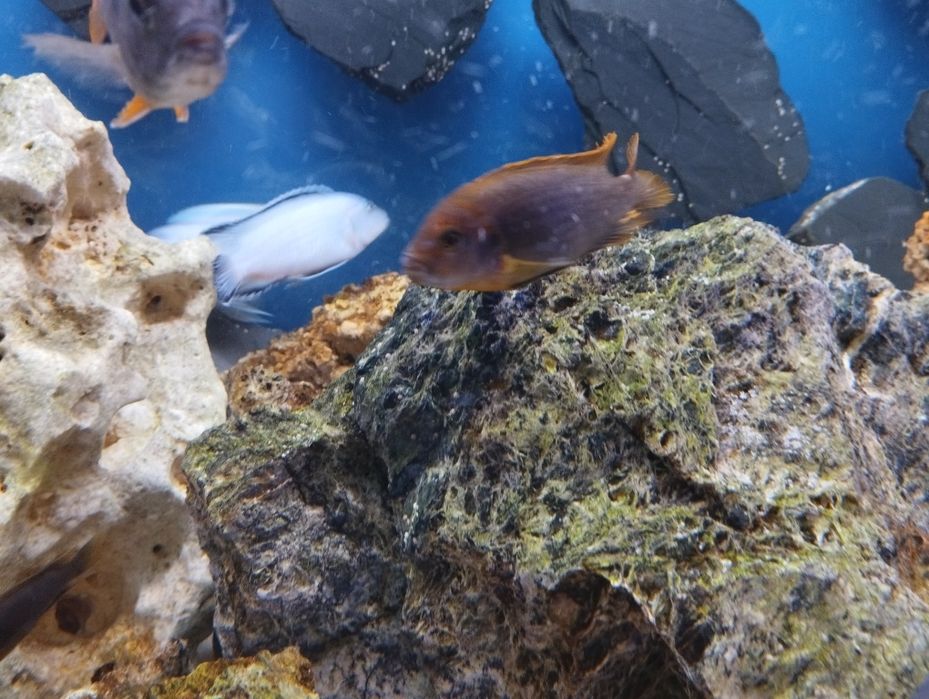 Pyszczaki Malawi Saulosi