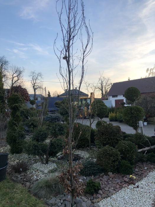 Buk kolumnowy czerwonolist. (Fagus sylvatica) Purple Fountain 250cm