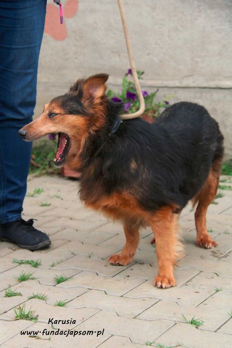 Karusia - delikatna suczka