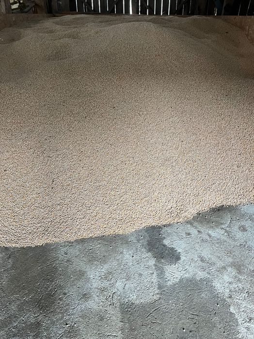 Groch jary zbiór 2025