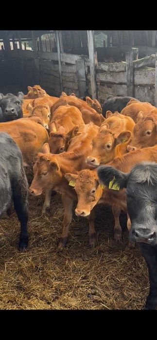 Odsadki jałówki Angus Limousine