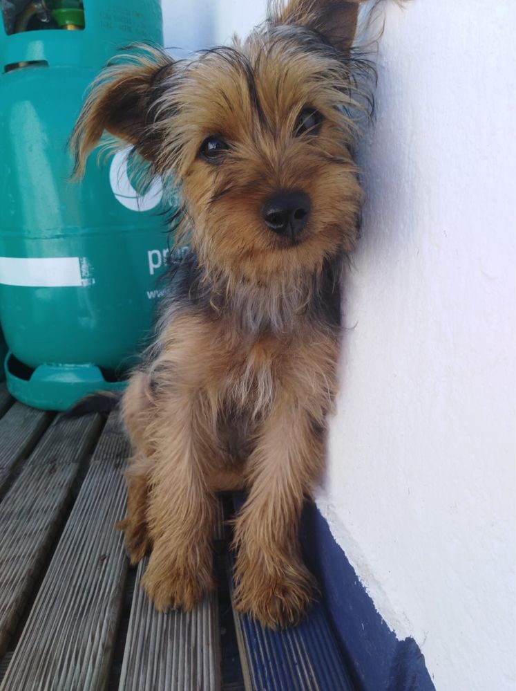 Passeio cães.