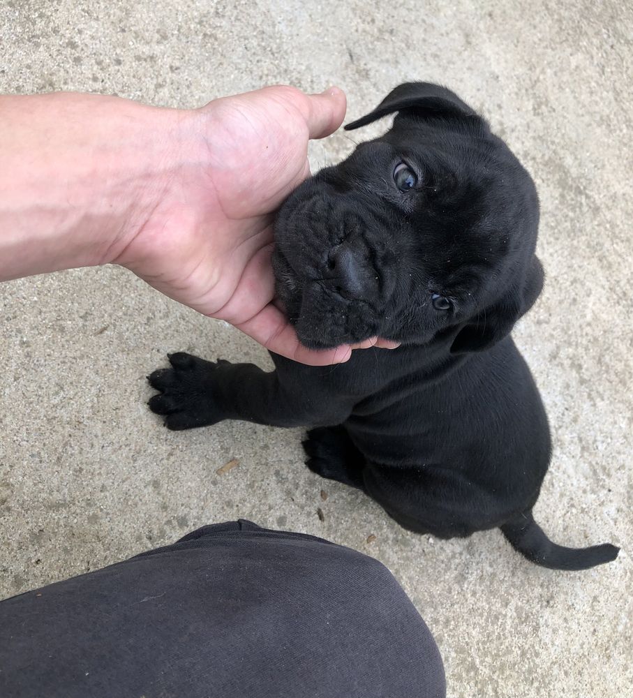 Cane corso italiano