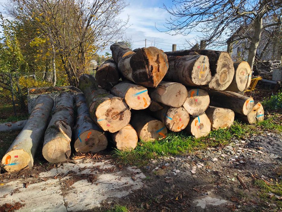 Kloce, kłody buk tartacze, do przebrania