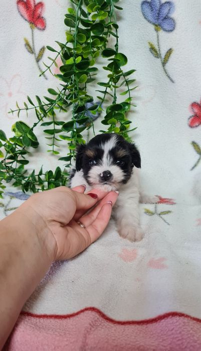 Yorkshire Beiwer mini de qualidade