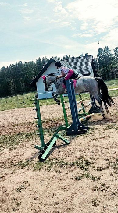 Piękny wałach do wysokiego sportu