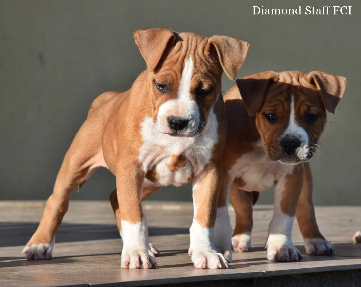 Amstaff piękna suczka z rodowodem ZKwP(FCI) po championach