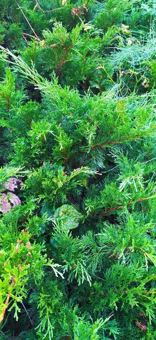 Gałęzie stroisz - Miks cyprysa tui i jałowca oraz sosny)