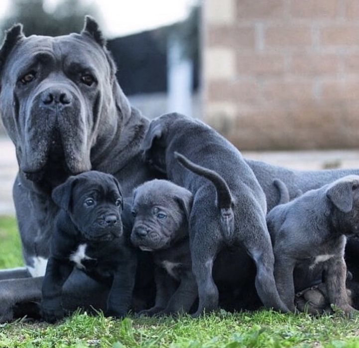Крутезні щеночки-Cane corso Italiano