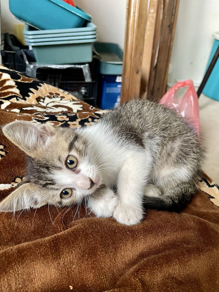 Віддам кошеня 2 місяці хлопчик