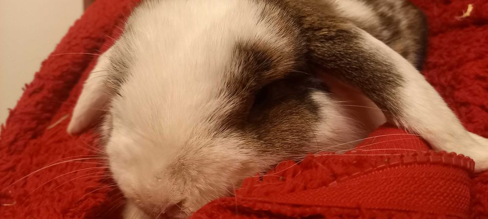 Królik mini lop z domkiem pilne