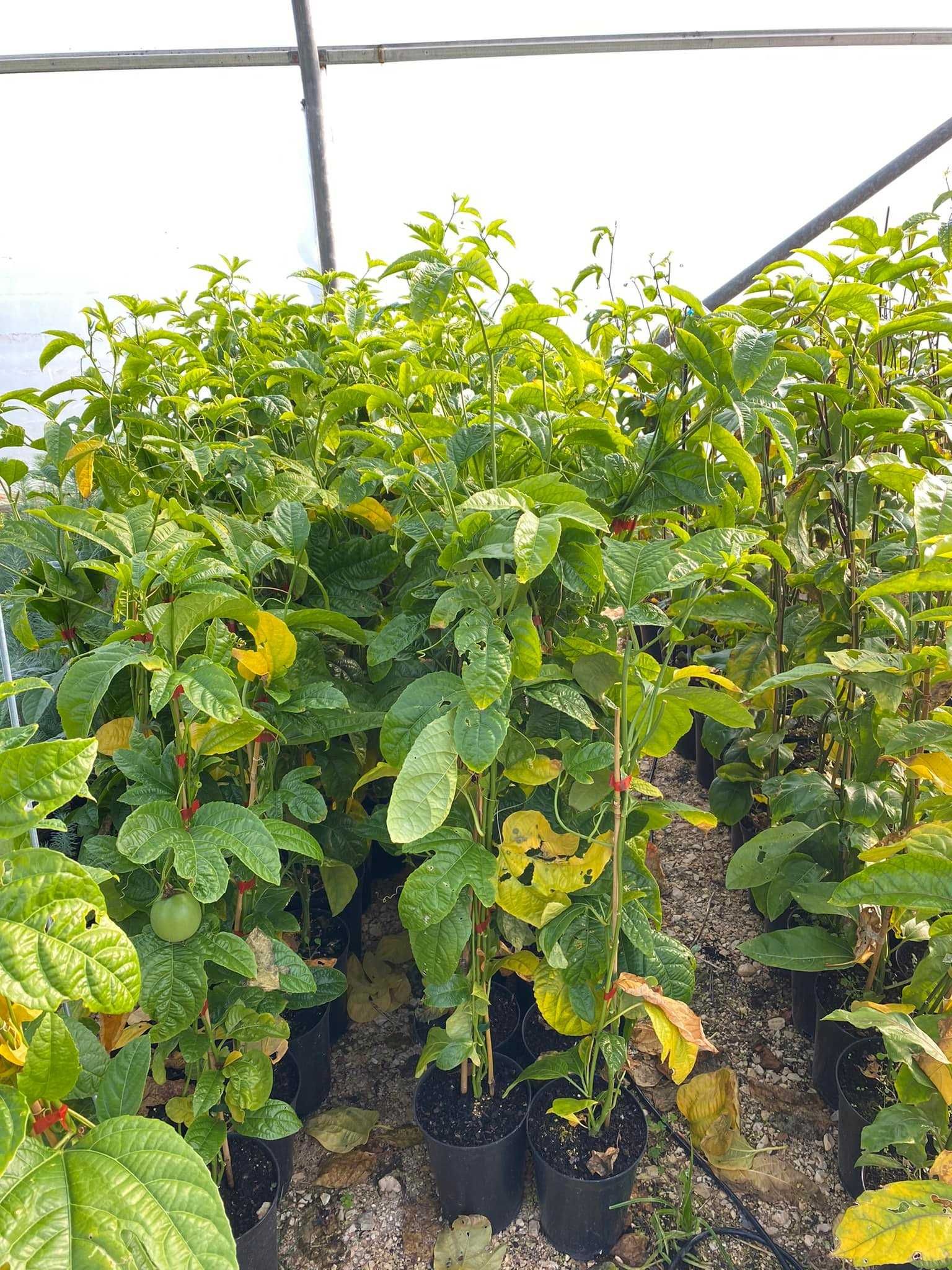 Planta de Maracujá