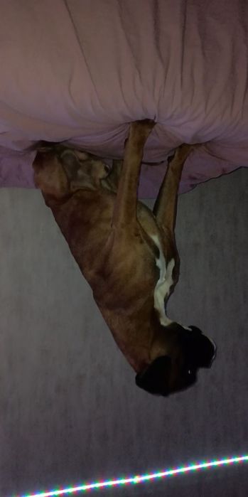 Боксер ищет подружку