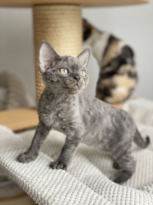 Lary Calvados*PL  chłopczyk niebieski solid Devon Rex , filmiki