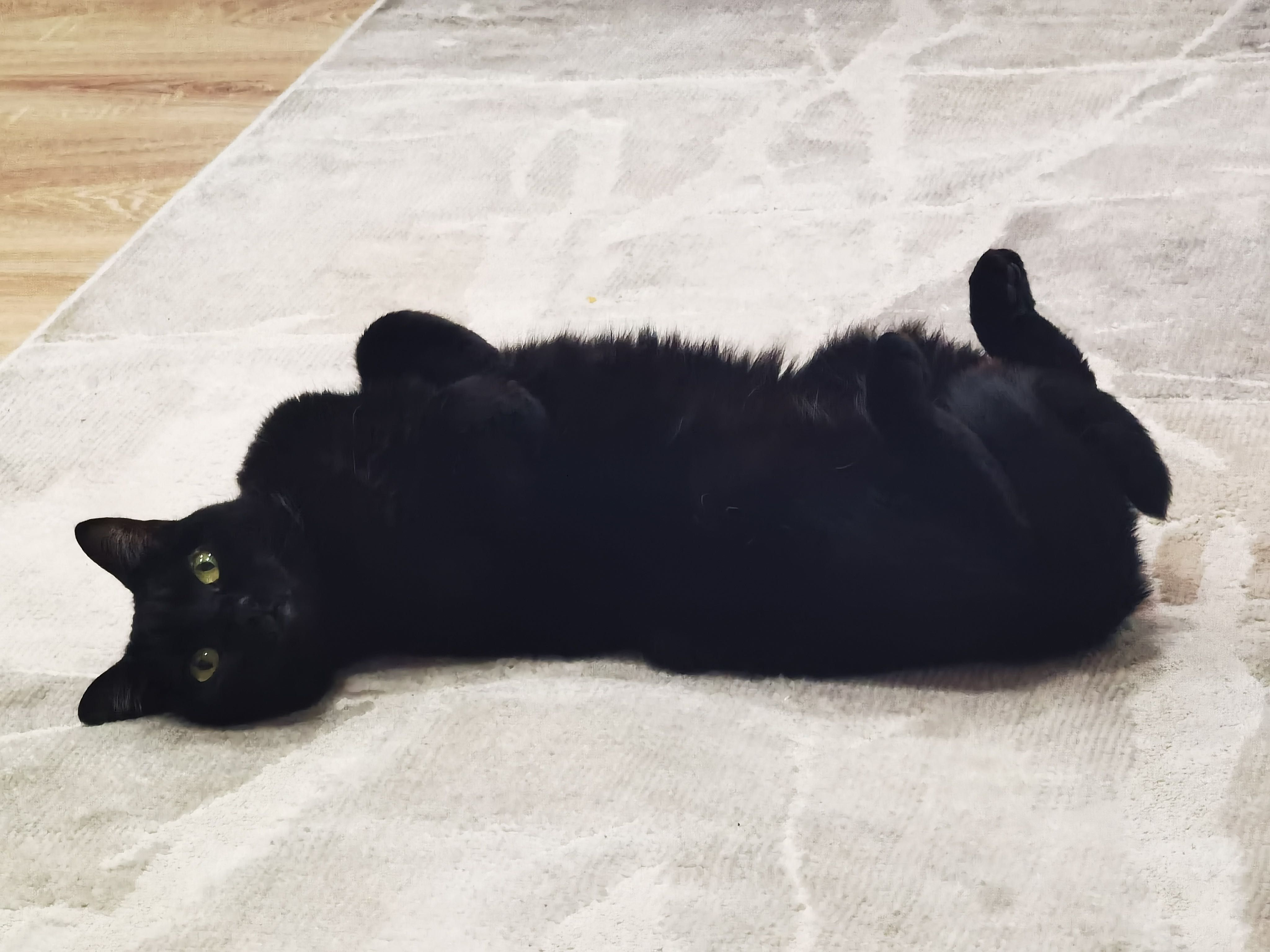 Procura-se Família de Acolhimento Temporário para 2 Gatos