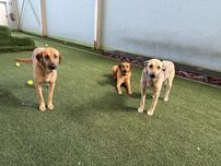 Cadelas meigas para adoção