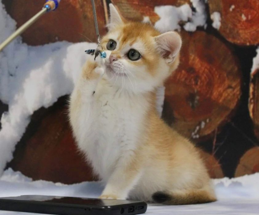 Елитные золотые шиншилы от титулованных родителей!