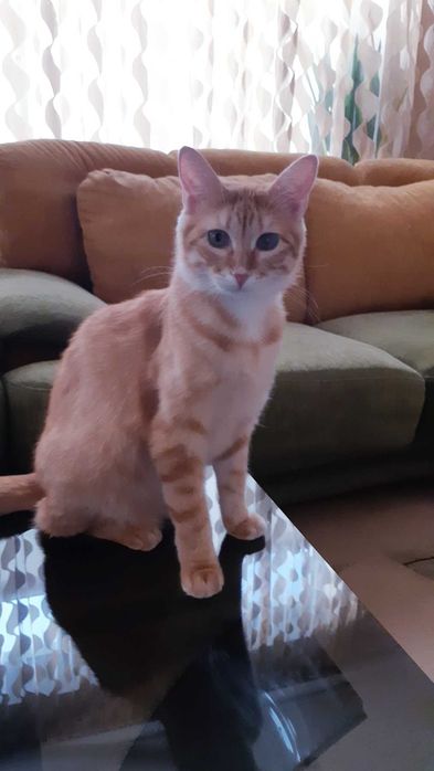 Отдам в добрые руки кошечку Хани