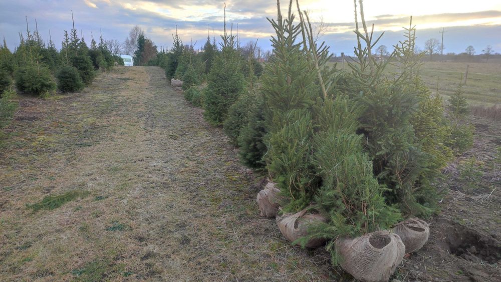 Świerk pospolity lub jodła koreańska na żywopłot lub CHOINKI plantacja
