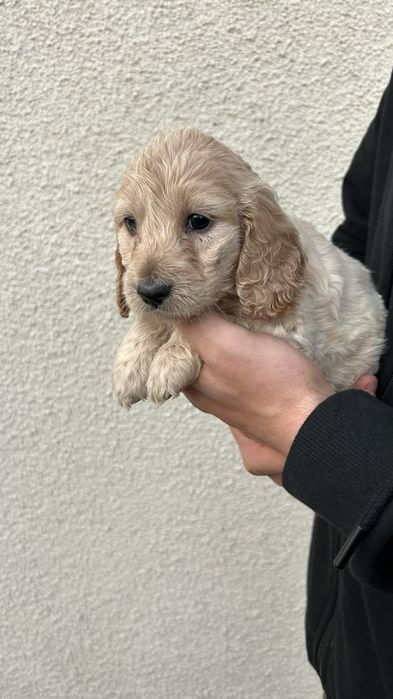 Собаки Кокапу шукають люблячу сімʼю , потішні, веселі, грайливі та ніж