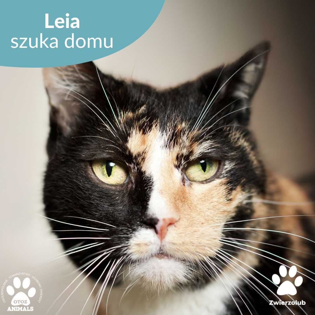 Śliczna kotka do adopcji! Poznajcie Leię!
