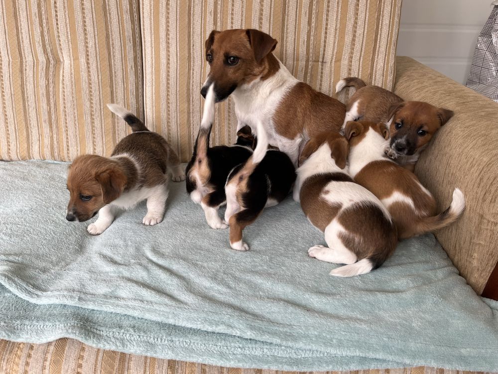 Jack Russel Terrier szczeniak z rodowodem