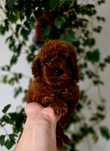 Pudel toy dark red brown  piesek