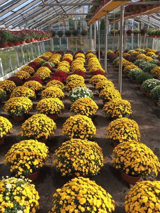 Chryzantemy drobnokwiatowe