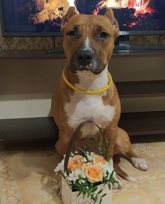 Американский пітбультерьер з документами