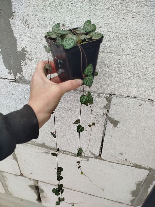 Вазон церопегія вуда .