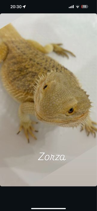 Agama brodata z terrarium