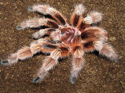 Чилийский птициед Grammostola rosea