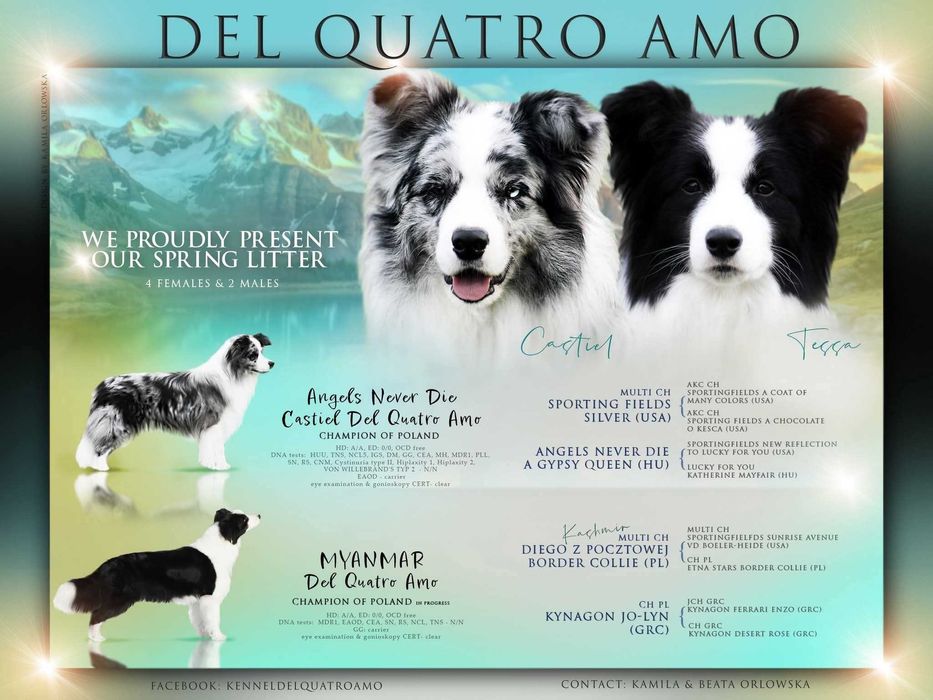Border collie dziewczynka NAK-SU - ZKwP - gotowa do zmiany domu