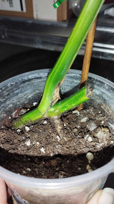 Monstera YELLOW SPLASH Aurea Marmorata Variegata ukorzeniona