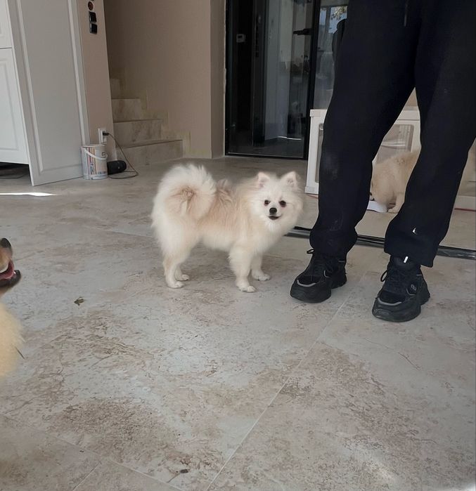 Szpic miniaturowy pomeranian suczka biała-cream