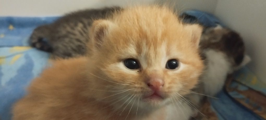 Рыжий котенок ищет друга