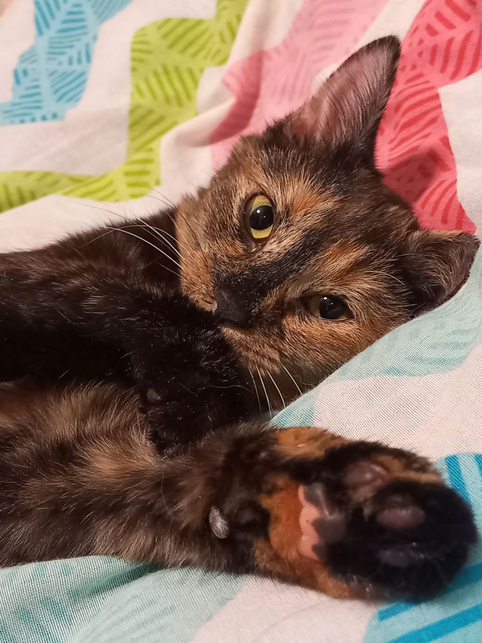 Кошечка ищет своего хозяина