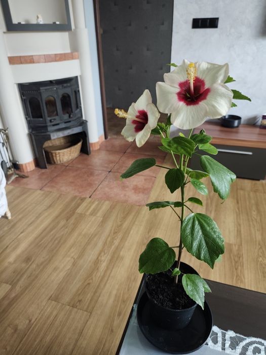 Chińska róża w doniczce (hibiskus)