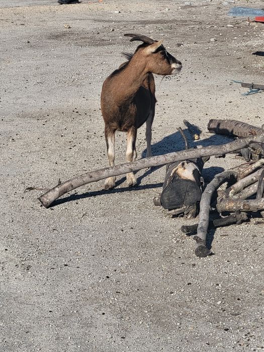 Vendo cabras anas