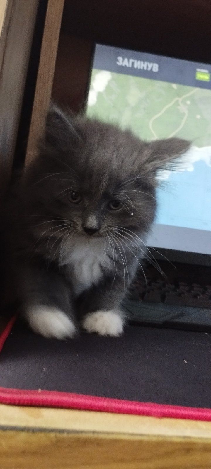Котик в добрі руки безкоштовно